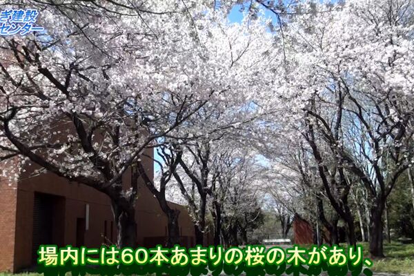 巴波川浄化センター内の桜並木
