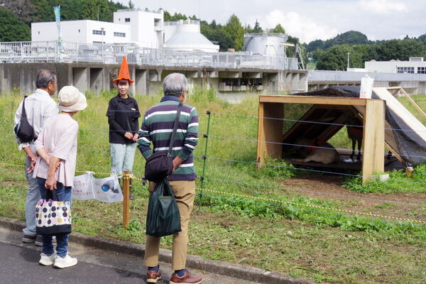 ヤギ除草を案内している様子